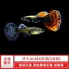 Sapphire blue big ears 2 pairs free 1 pair spare