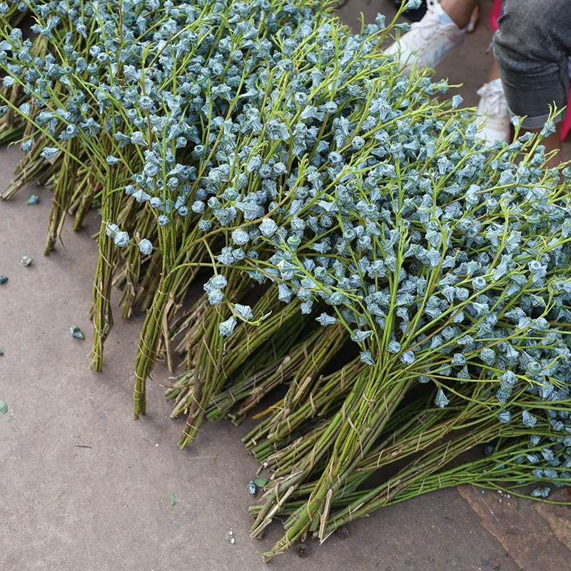 Юньнань свежие фруктовые цветы эвкалипта с цветочной основой прямые волосы оптом срезанные цветы Семейные водосрезанные цветы Сделать Сухие цветы