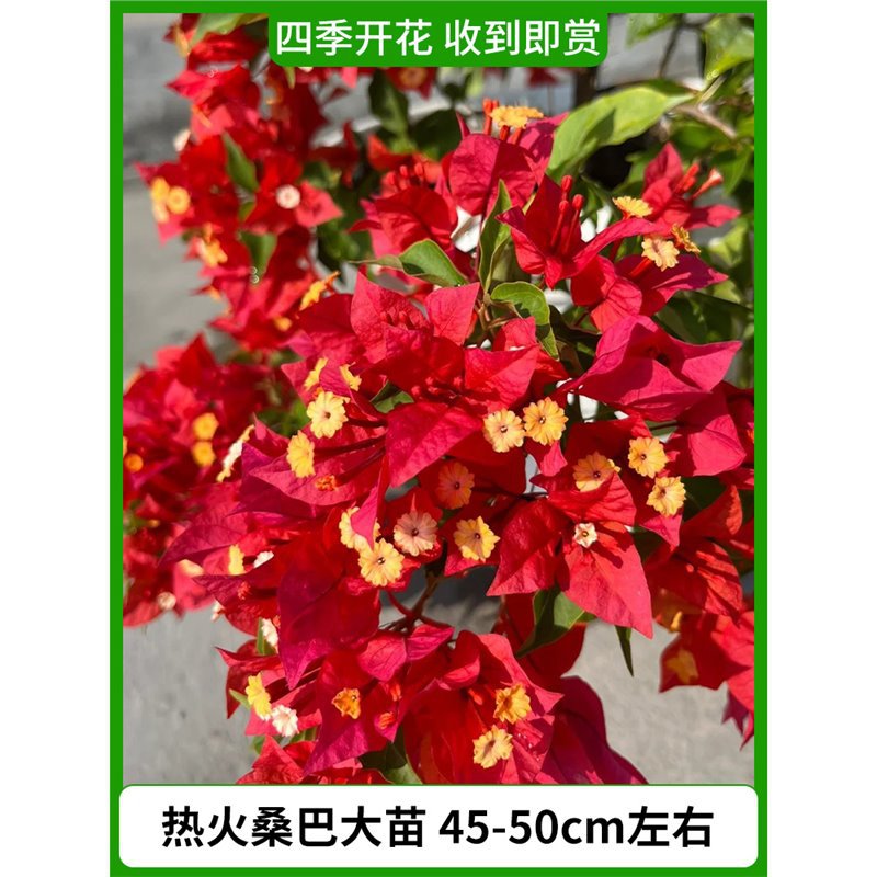 [꽃과 함께 배송] 열창 삼바 모종 약 45-50cm [사계절 내내 꽃이 핀다]