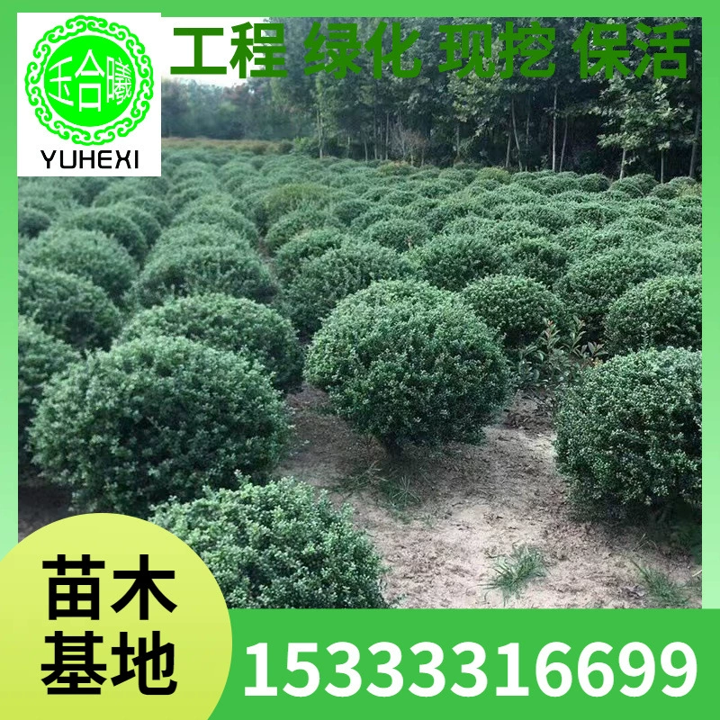 Основные поставки: кустарники, шары из ягодной холли, шары из ягодной холли в виде черепахового панциря, японская холли, саженцы ягодной холли в виде черепахового панциря и полные характеристики саженцев для зеленения.