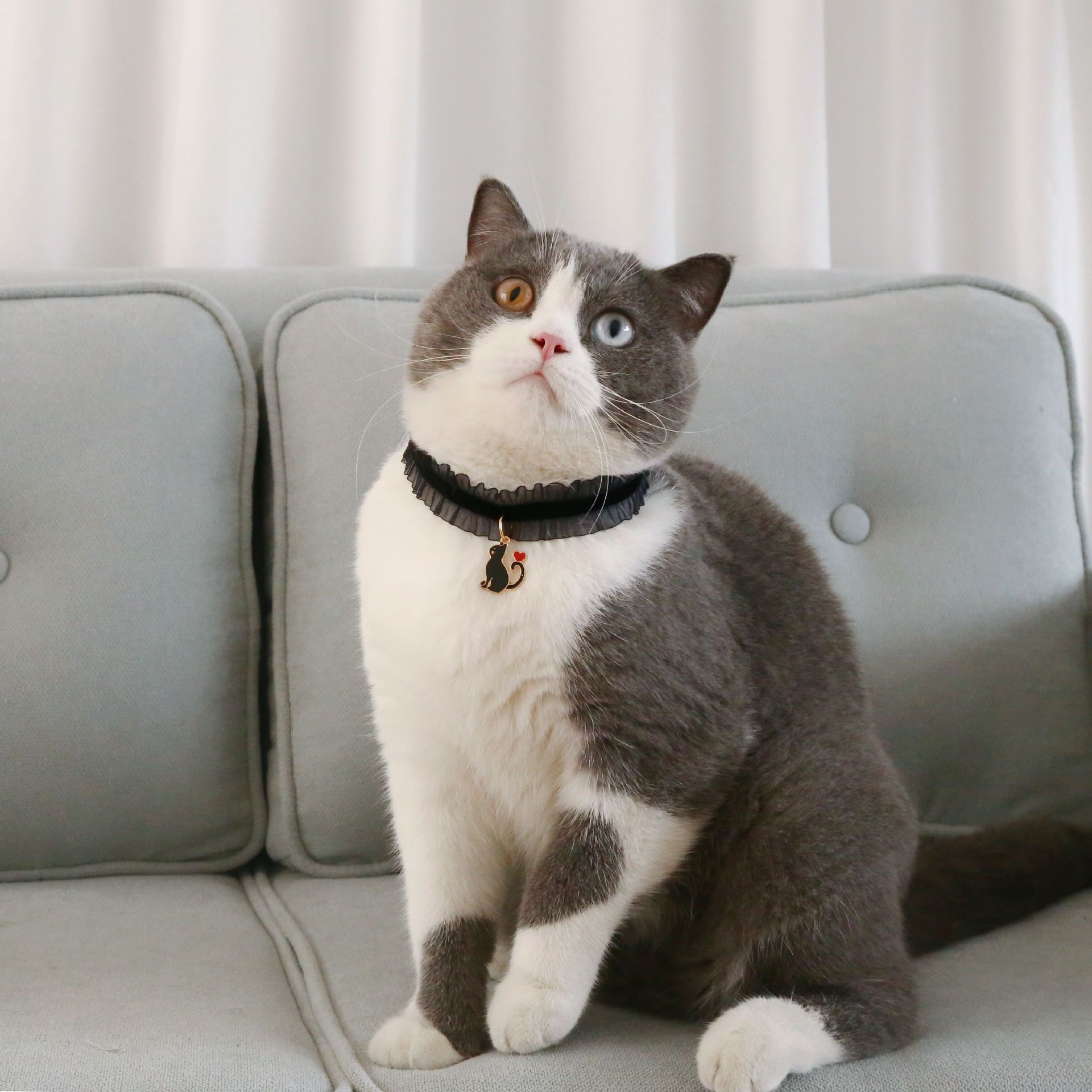 Pet veludo estrella gato elástico ajustable collar de encaje gato perro collar de encaje accesorios de comercio exterior