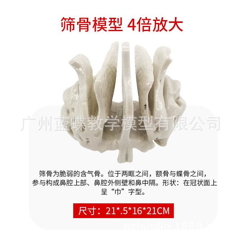 �ǵ���ɸ�ǷŴ����ģ�� �����������ģ�� �ǿ�ҽѧ�����̾�