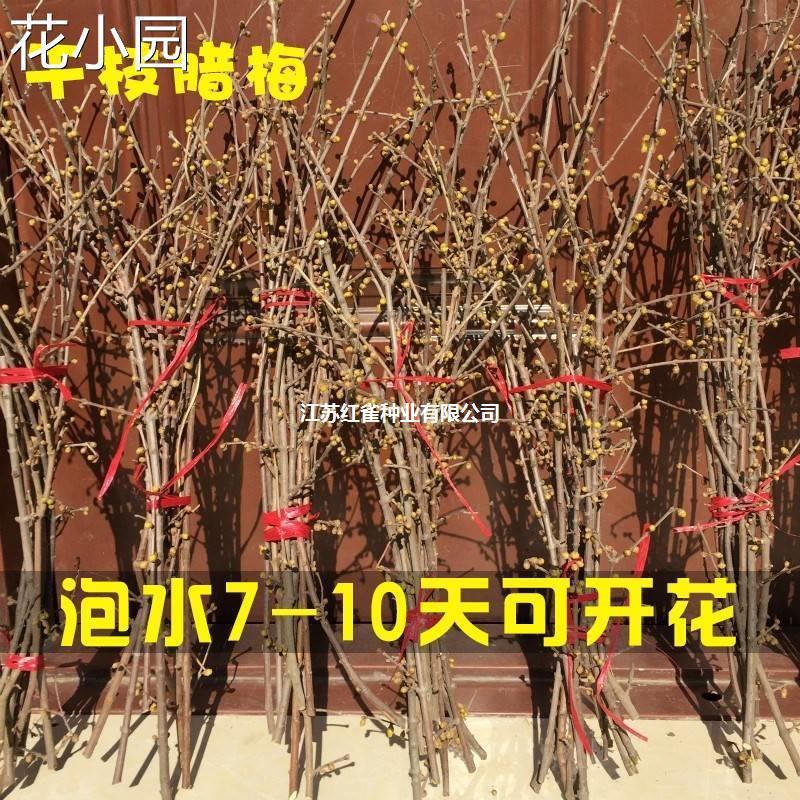 天然干枝腊梅泡水开花水养干支玉兰鲜切树枝银柳年宵干花桌面装饰