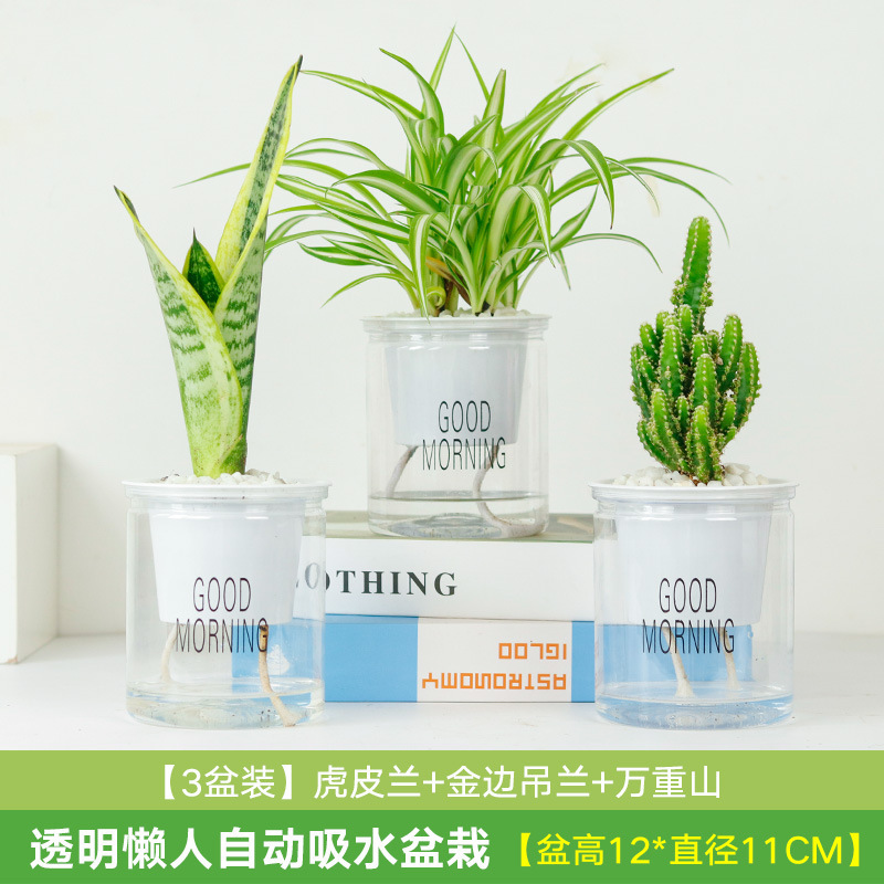 특별 가격 호랑이 피라냐 3개 화분 + 거미 식물 + 완중산(흡수성 화분) 무료 비꽃 돌