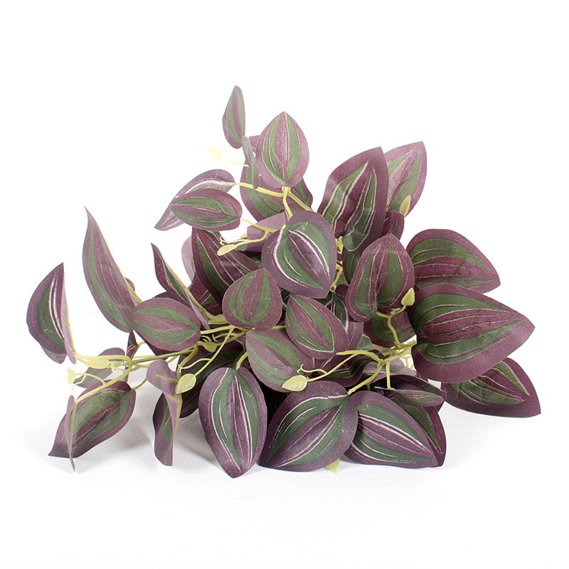 Hierba de la ceja 6-head A