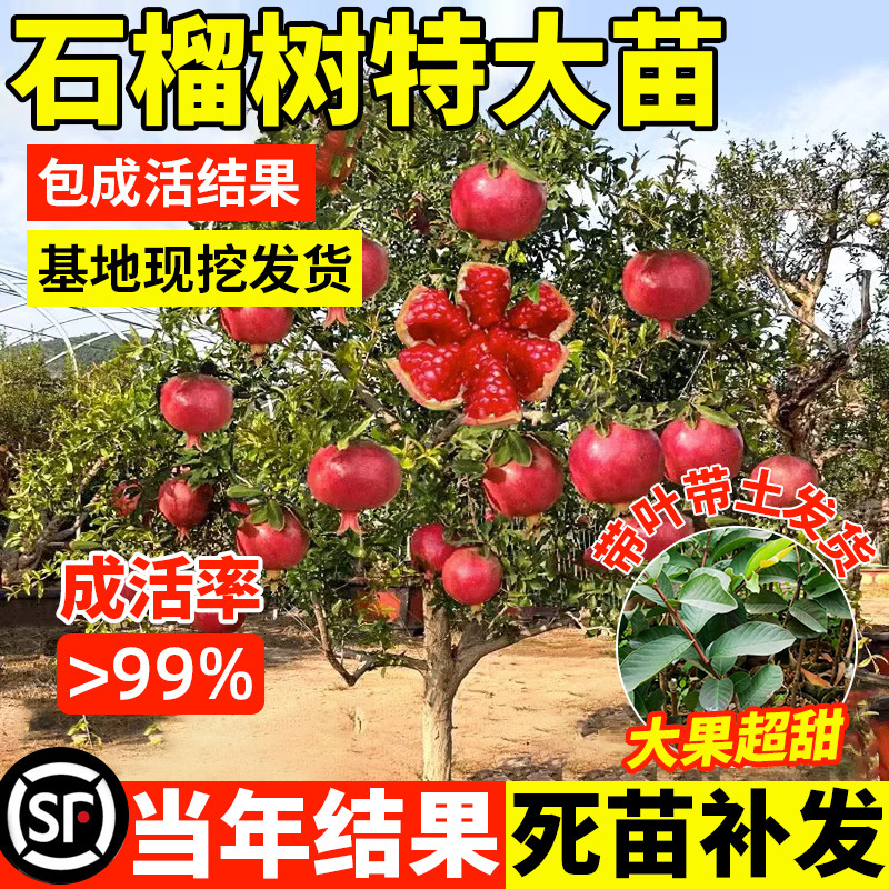 石榴树树苗突尼斯软籽无籽各种水果树果苗南北方种植盆栽地栽庭院