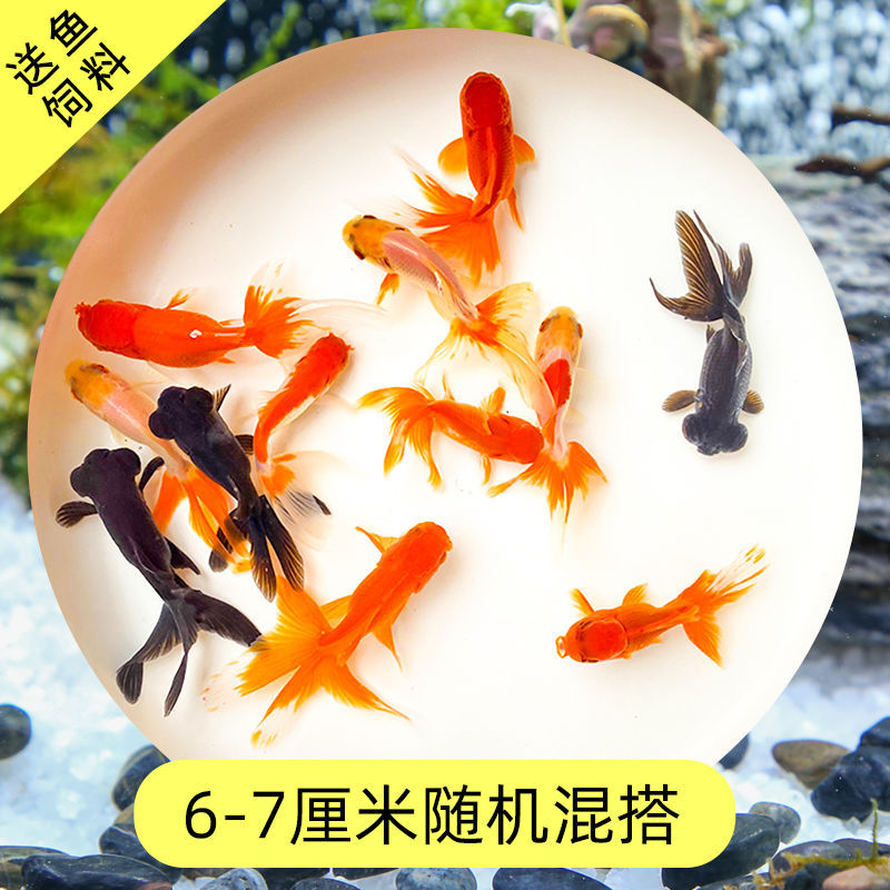 Read the galloping taboo 彂鍏 娲 娲 board