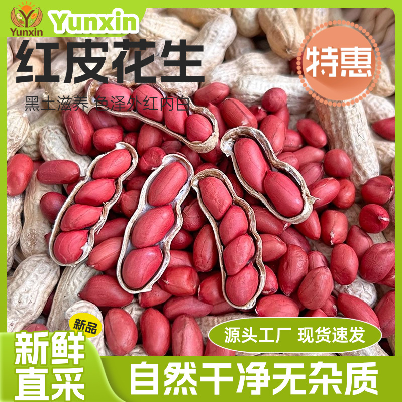 东北红衣生花生四粒红花生新货红皮带壳新鲜炒货水煮花生果批发