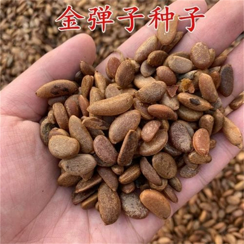 Недавно собранные золотые семена пули, жемчужные семена, тыквовидные семена красного фруктового дерева с куриной кровью, семена старого воронового хурма, драгоценные бонсай.