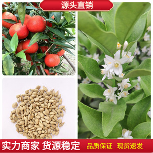 新采枸橘种子枳壳种子枸桔红橘橘子柑橘香橙脐橙籽嫁接砧木树种子-阿里巴巴