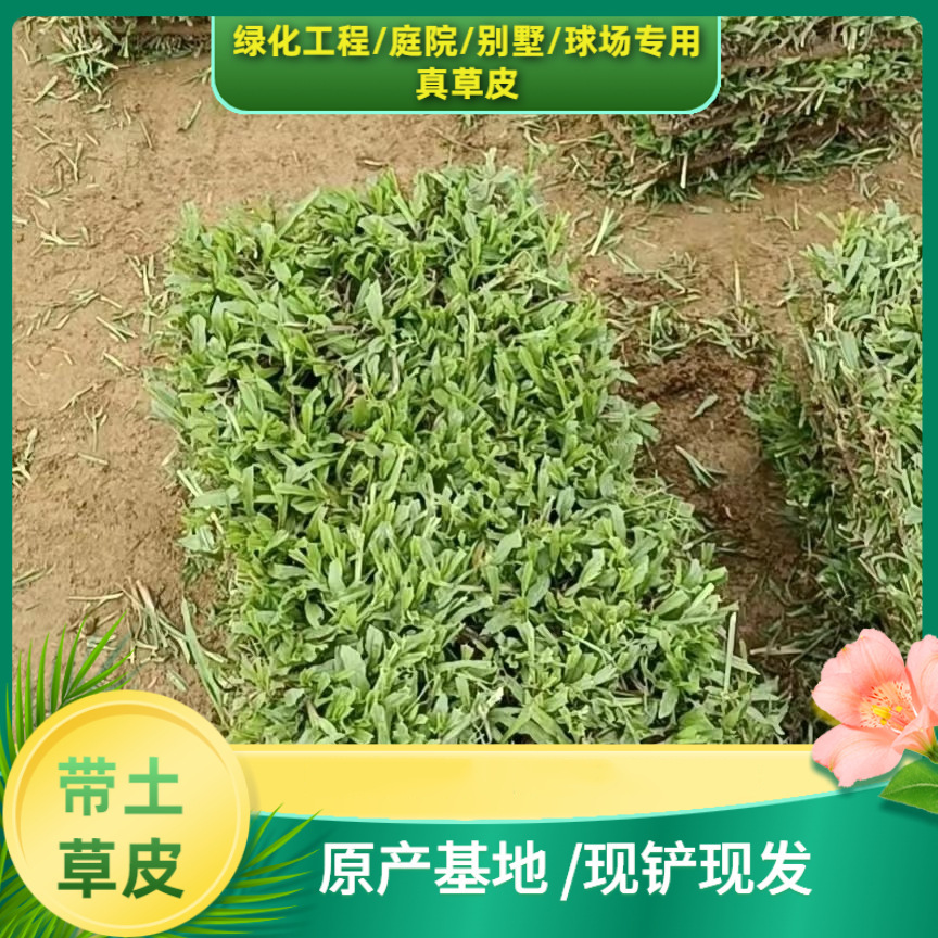 深圳真草皮草坪带泥土地毯草大叶油草别墅庭院花园带土绿化马尼拉
