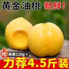山东黄金油桃原产地应当季新鲜时令水果农家园地现摘整箱打包速发