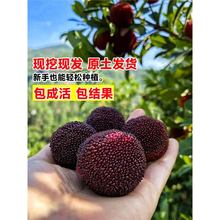 ڼ޽Ӗ|÷÷ϱNֲԹ箔Y