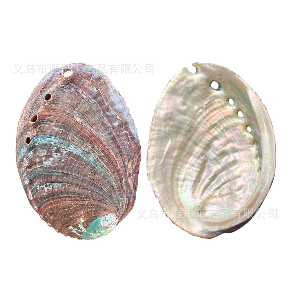 真珠アワビの殻 11-12cm