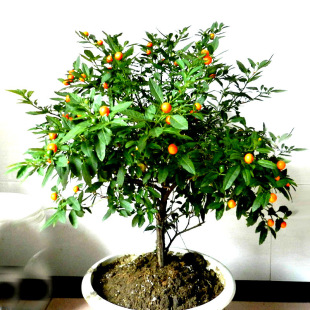 Winter Coral Potted Flower Seedlings, Plants, Florals, Coral Cherry Blossoms, Cherry Coral Beans, Auspicious Fruits, Balcony Courtyard Green Plants