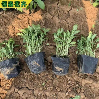 美丽月见草 花海园林景观绿化基地  营养杯苗 工程