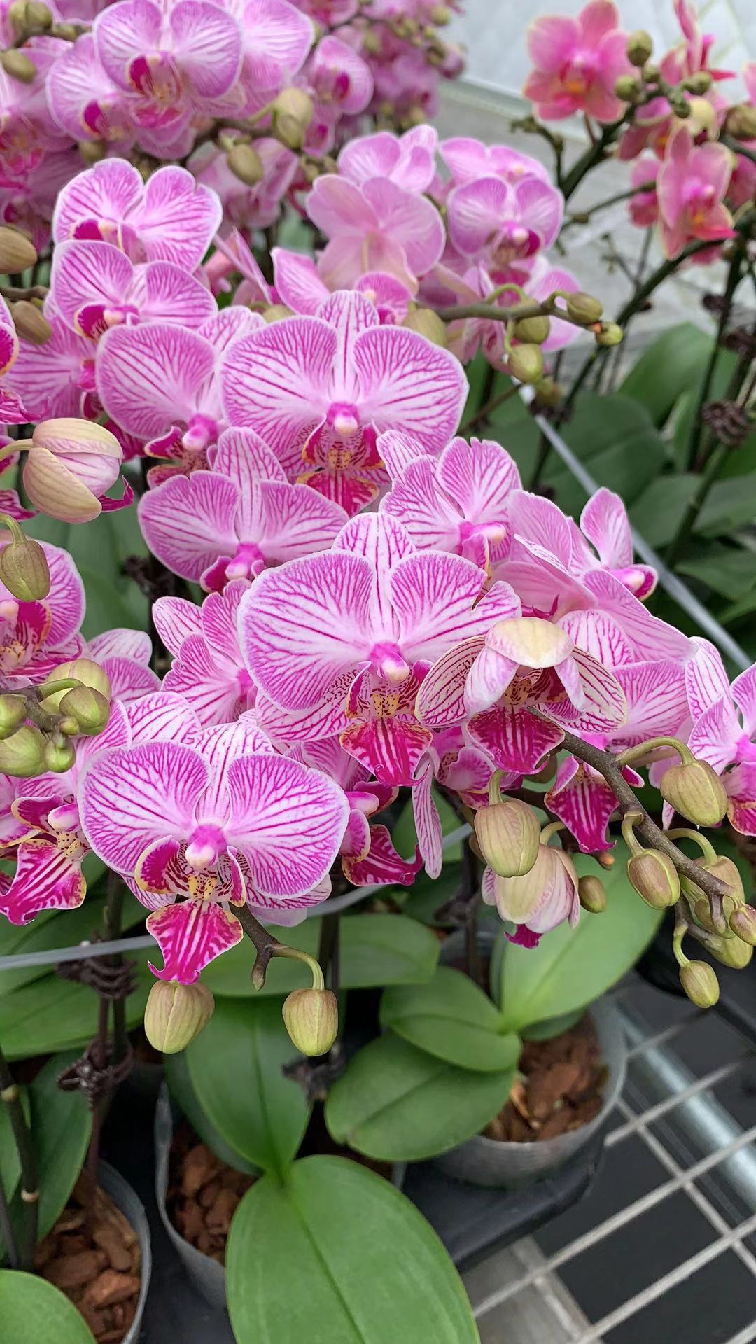 蝴蝶兰新品种 头条搜索