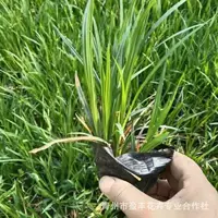 Базовая открытая зеленая моховая трава Laoyu, четырехсезонная вечнозеленая декоративная трава Qingzhou, многолетние растения оптом
