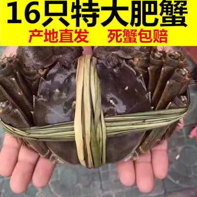 螃蟹满黄现货鲜活大闸蟹母特大公母生礼盒河蟹活体可选4/16只跨境|ru