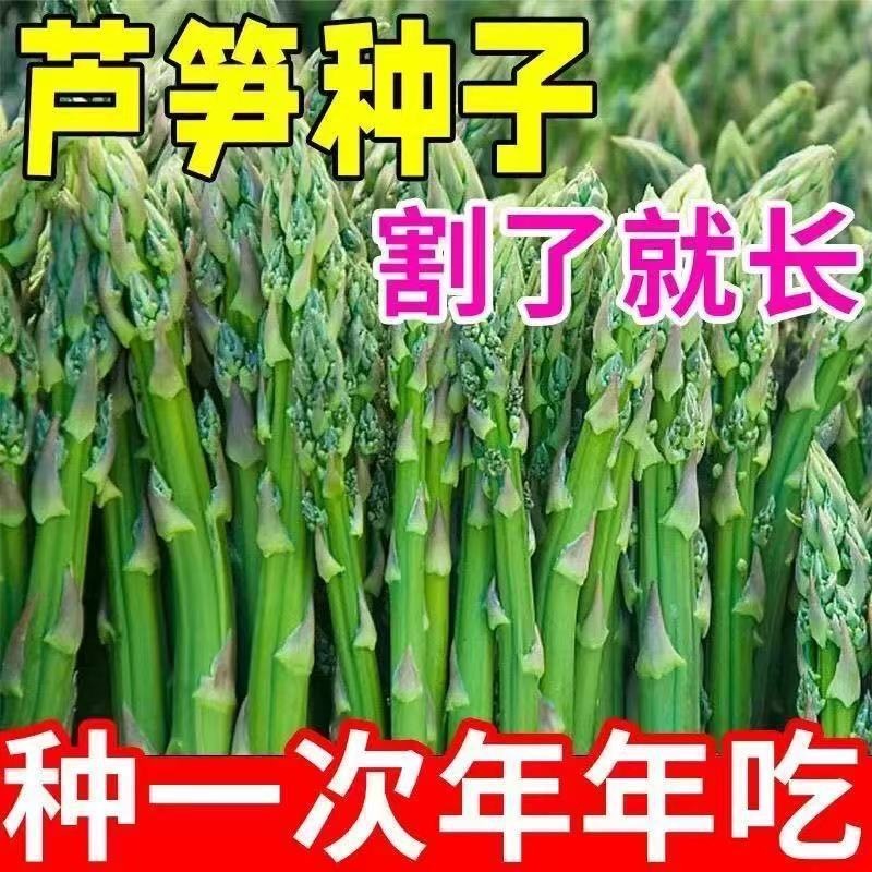 四季精选嫩绿芦笋种籽家庭阳台盆栽精选蔬菜多年生芦笋种子孑大全