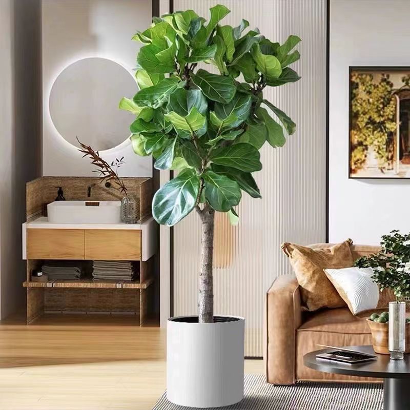 Qinye Banyan planta verde sala de estar gran planta en maceta árbol de goma planta de hoja grande oficina absorbe formaldehído, fácil de cultivar flores