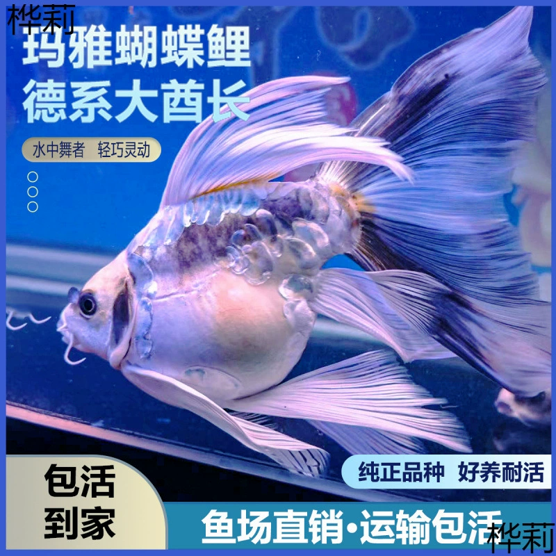 Немецкая майяская бабочка Кой в форме шара с коротким телом Кой для холодной воды — это прочная и легкая в выращивании пресноводная декоративная рыба.