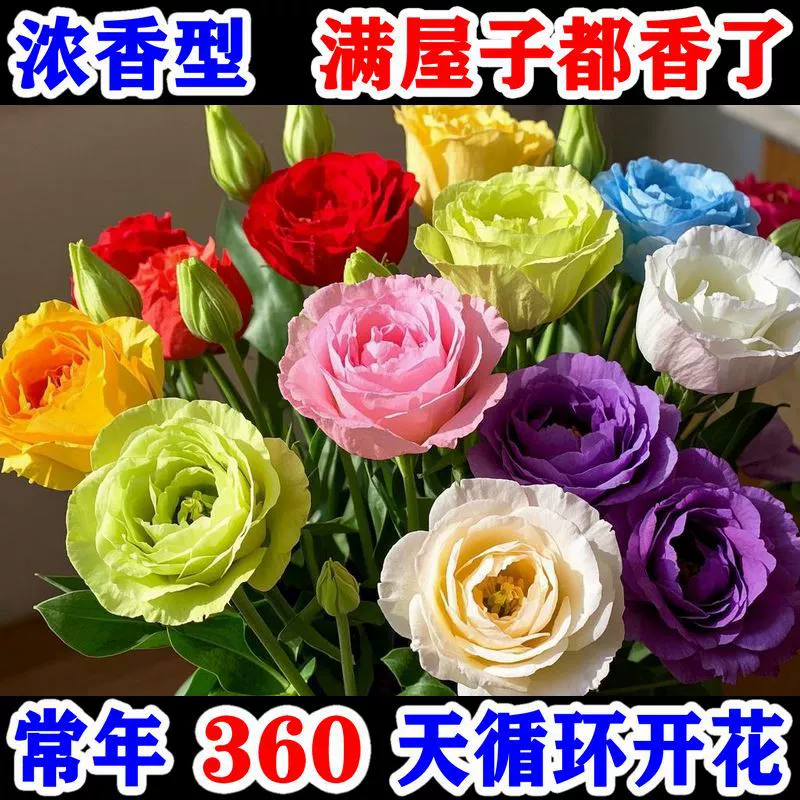 Сильно ароматный двуцветковый лизиантус с большими цветками для внутренних и уличных садов, ленивых настольных цветов в горшках и растений, цветущих в любое время года.