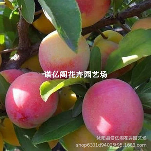 ���Ә���t����������޽Ӽt�����A�����ϱ���ͥԺ�Nֲ�ļ�ˮ���N