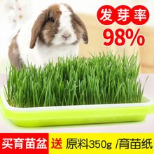 ����С����ˮ����m�i��؈�ԵĲ����r��ϼZʳ�o���Nֲ����ʳ