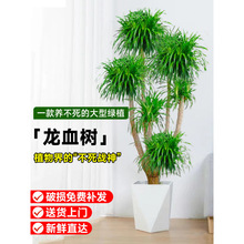 �W�t��횘�͏d�Gֲ���Ͷ��^��Ѫ�����F���҃ȿ͏d����ֲ���辰��