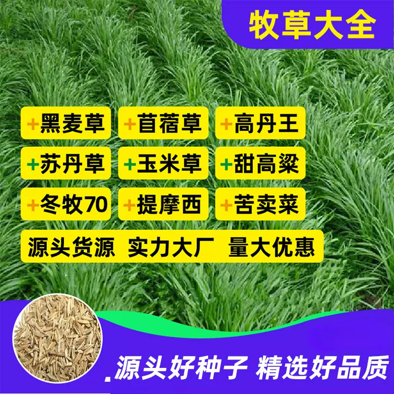黑麦草种子多年生耐寒紫花苜蓿高丹王玉米草牧草种子畜牧养殖草种