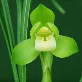 精选高档兰花苗宋梅余蝴蝶帝王梅春兰金边大富贵大团圆素心