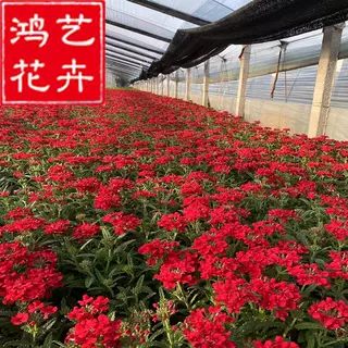 美女樱盆栽苗 细叶美女樱 宿根美女樱 小区花海绿化美女樱小苗