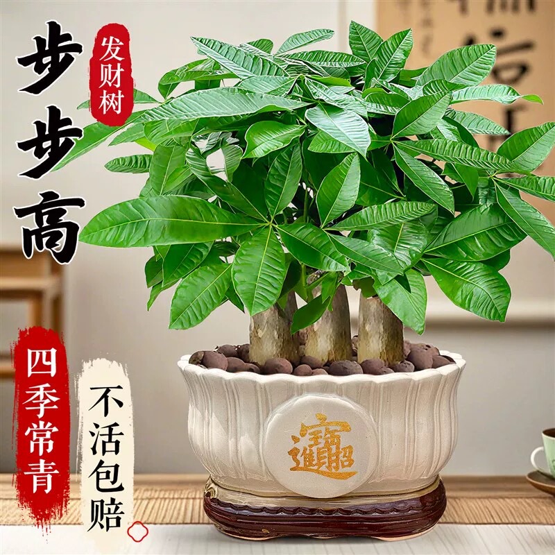 Money Tree Potted Flowers and Green Plants Indoor Living Room Potted Large Chinese Money Tree Small Potted Pots Wholesale