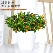 ���~���m�����ļ��^��ֲ����~���҃ȿ͏d�^��ֲ�ﶹ��G�ļ�����