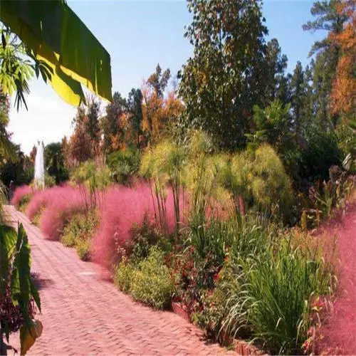 Декоративная сетка для семян травы Красная трава Финк Ароматная трава Сахарная трава Лист ивы Вербена Кожа Цветочная граница Семена