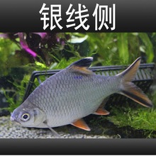 ���P�~�y�P�~���w�^�p�~�p�����~̩���a���yԪ���~�t���a�~