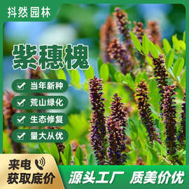 批发紫穗槐种子灌木护坡种籽多年生耐瘠耐水湿耐盐碱草籽