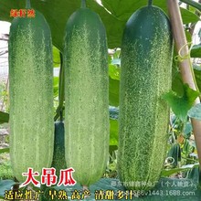 �������ϷN�Ӵ���Ϻ��S�ϷN���ļ��߲˲˴��l�G��ʯ��ϷN��