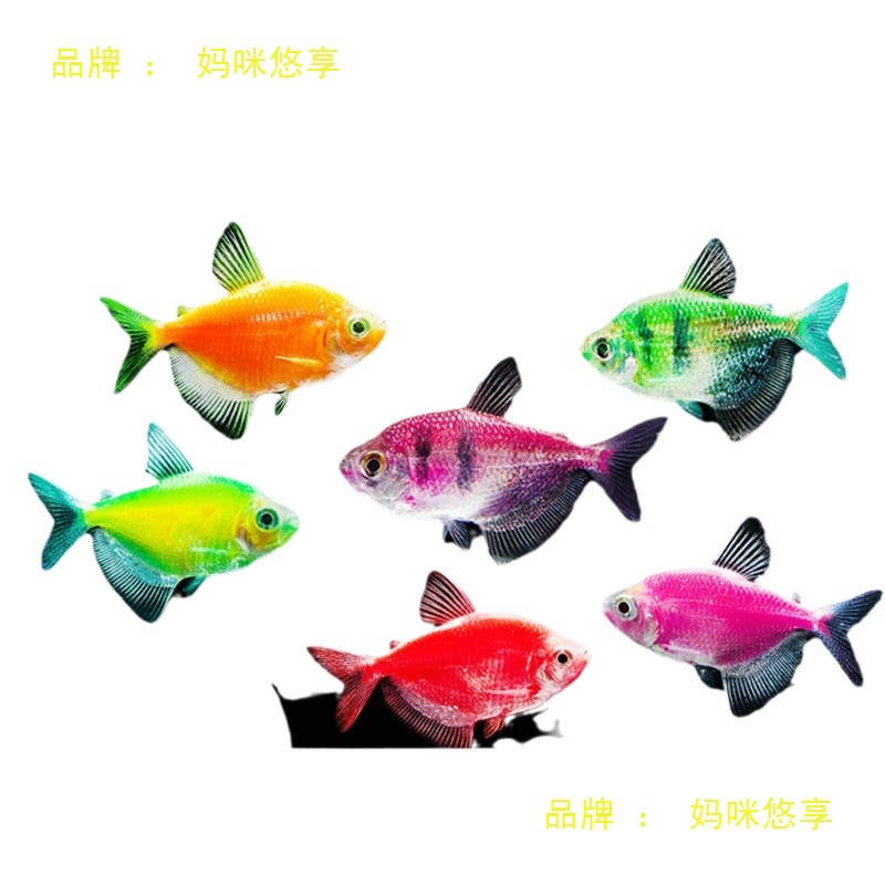 七彩鱼天使鱼观赏鱼淡水斑马鱼小型好养热带鱼耐活神仙鱼金鱼活鱼