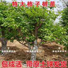 柿子树苗无核特大果嫁接甜脆柿树盆地栽南北方种植火晶柿当年结果