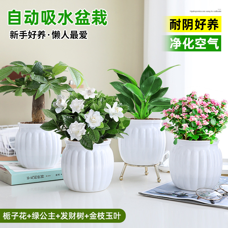 [베스트셀러 4화분] 치자나무 + 그린 프린세스 + 머니 트리 + 황금가지와 옥잎