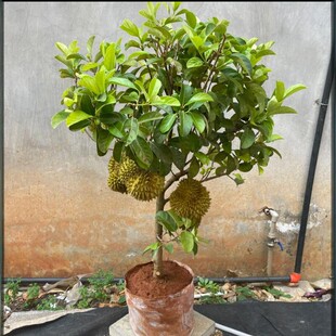 ��ɏ������ϱ����N���������������ϼ޽�؈ɽ������ˮ��������