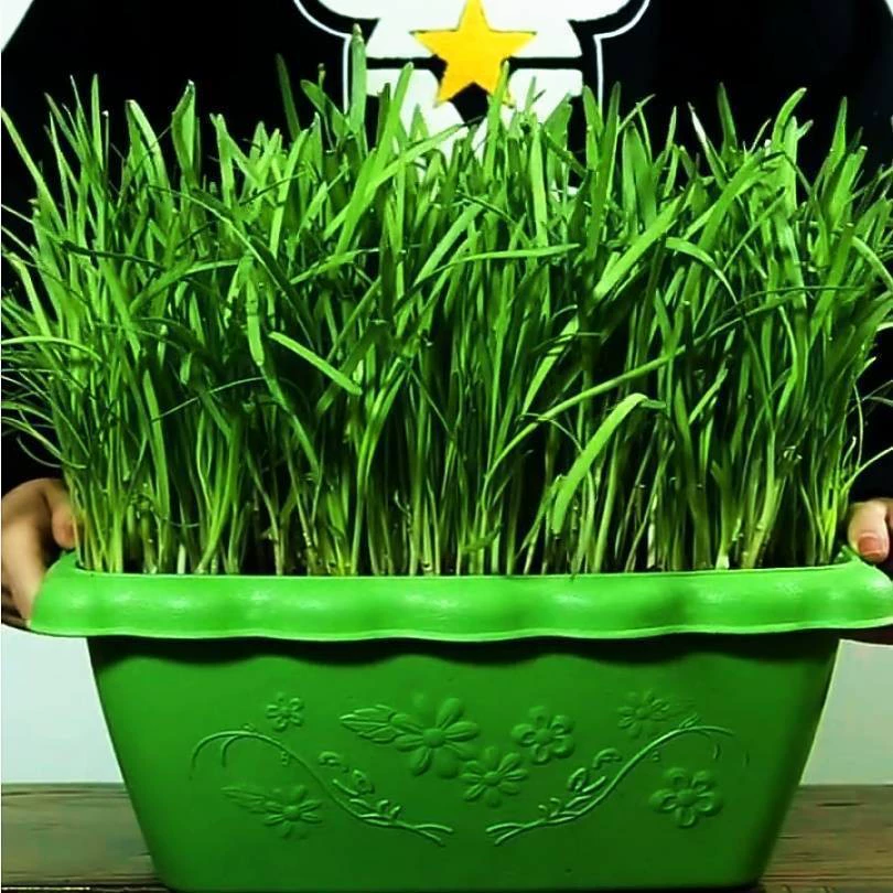 Семена Порея Four Seasons крытый и открытый балкон горшечные Семена овощей двор теплицы легко выращивать живой съедобный рапс