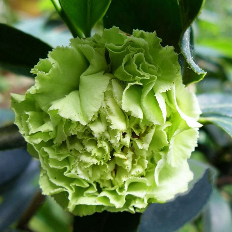 그린코나 5년생 모종(새싹이 많음)에 영양비료를 첨가함