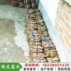 河南泡桐产地大量出售品种泡桐种子 桐树种根基地自销价格优惠