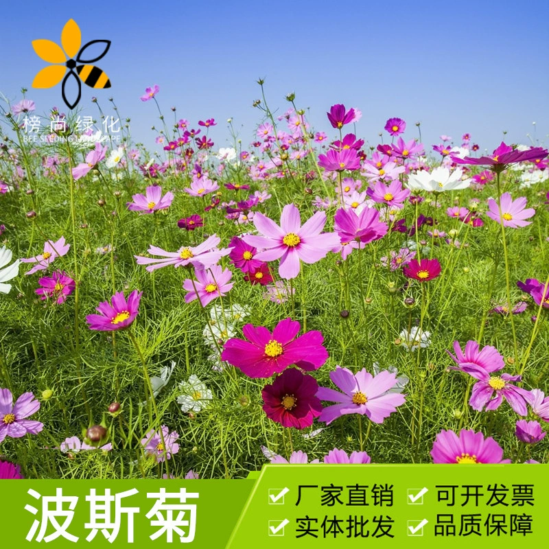 Семена космоса, семена герберы с коротким стеблем, цветут в любое время года, подходят для клумб и горшков, легко выращиваются, семена декоративной травы.