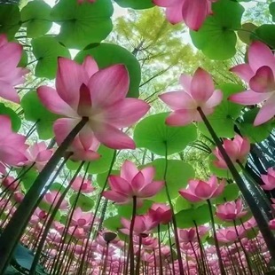 Hydroponic Plant Lotus Seeds Water Lily Seeds All Year Round Hydroponic Plants Water Lily Ornamental Lotus Non-Bowl Lotus Seeds