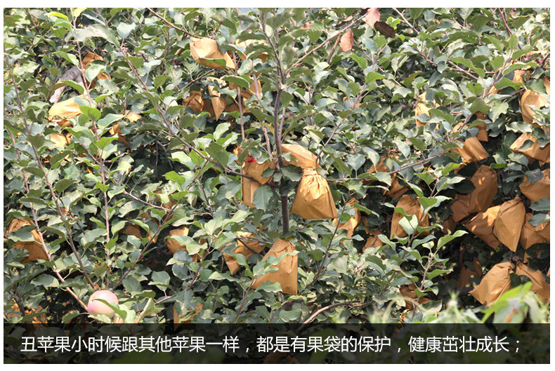 丑苹果_04