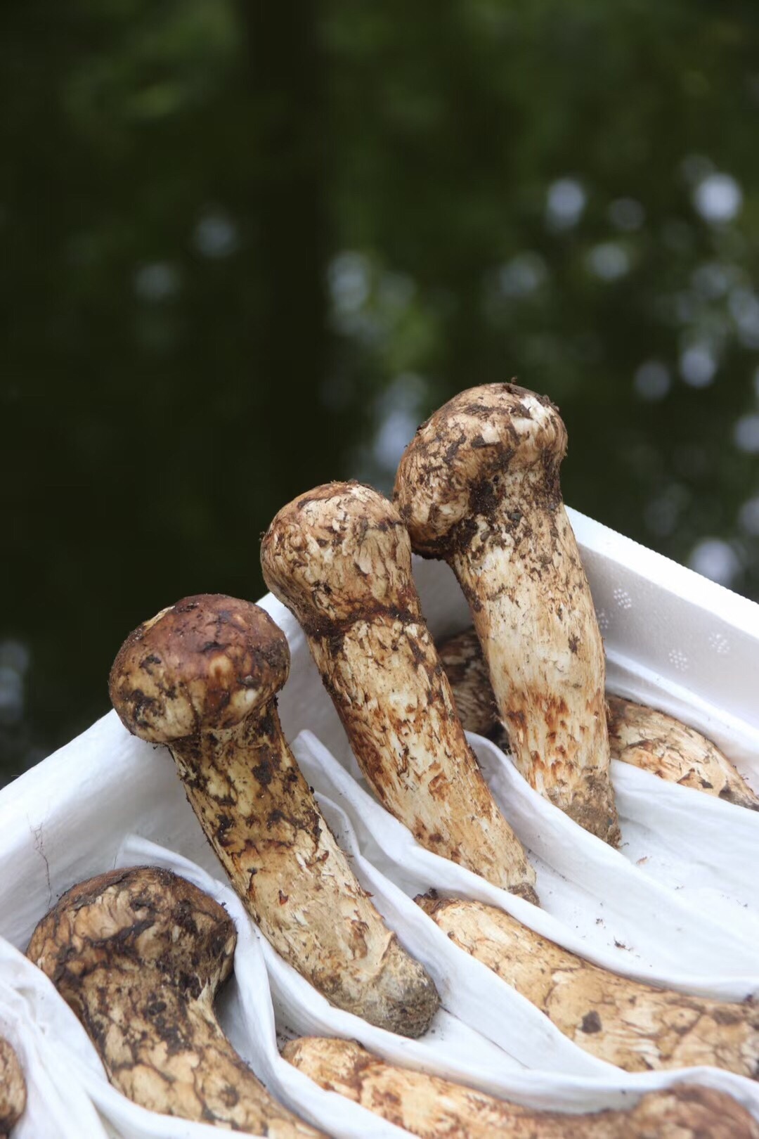 [수출등급] 9-12cm 생송이버섯/1kg